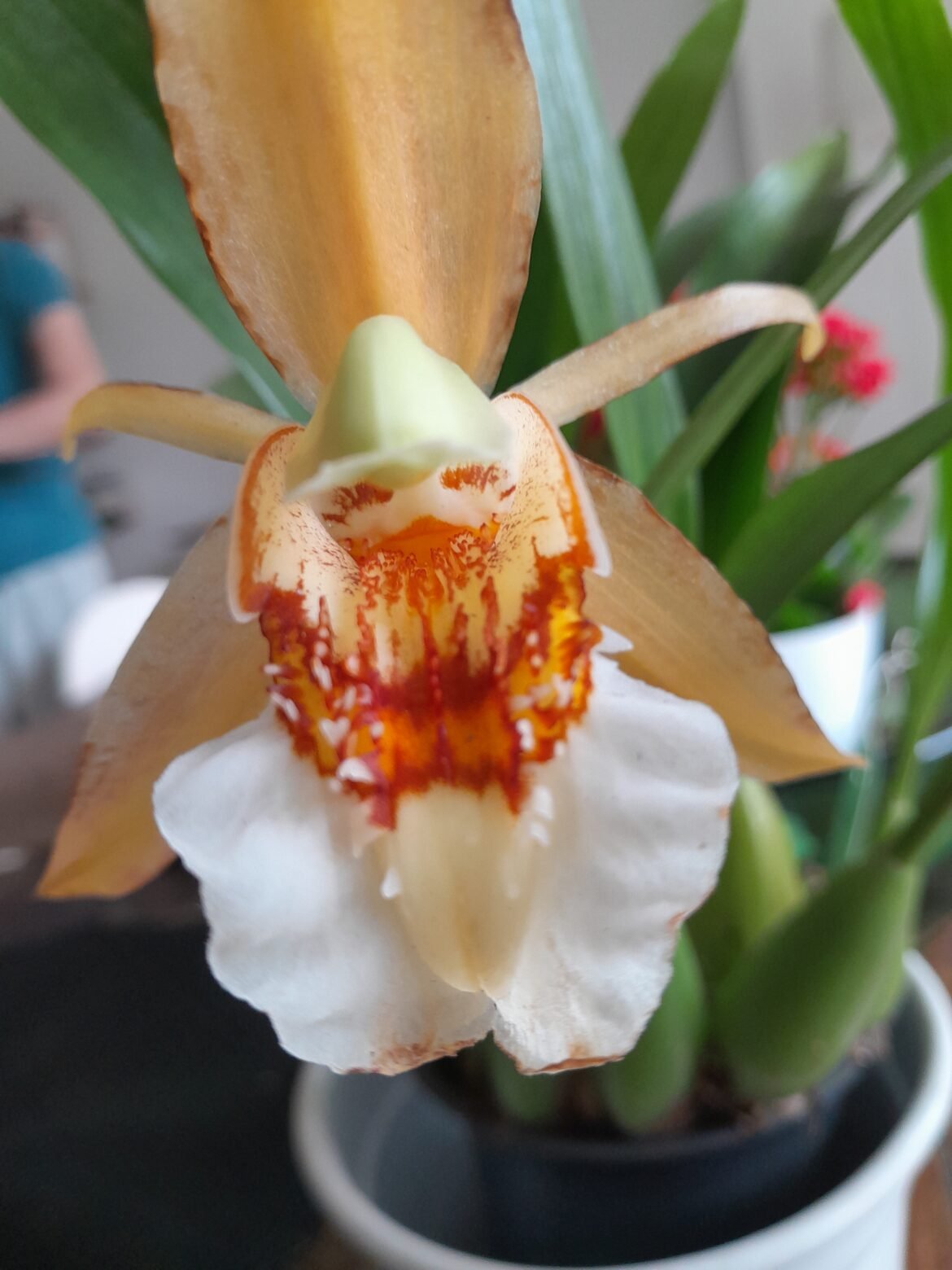 Coelogyne lawrenciana