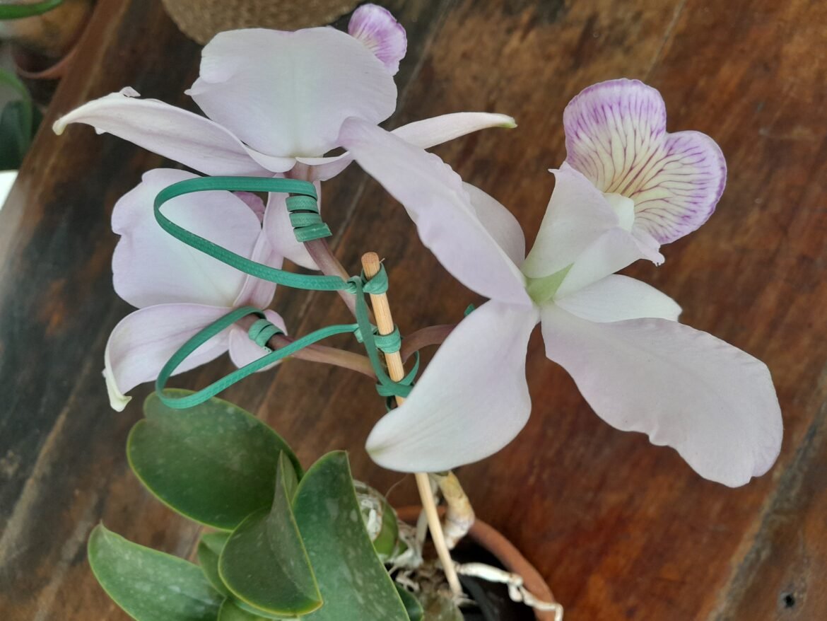 Cattleya nobilior edelweiis x perfection