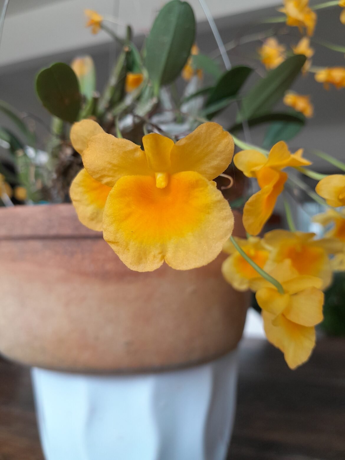 Dendrobium aggregatum
