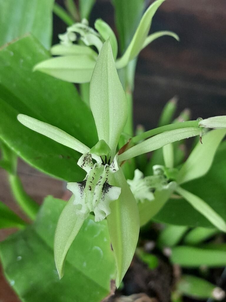 Coelogyne virescens