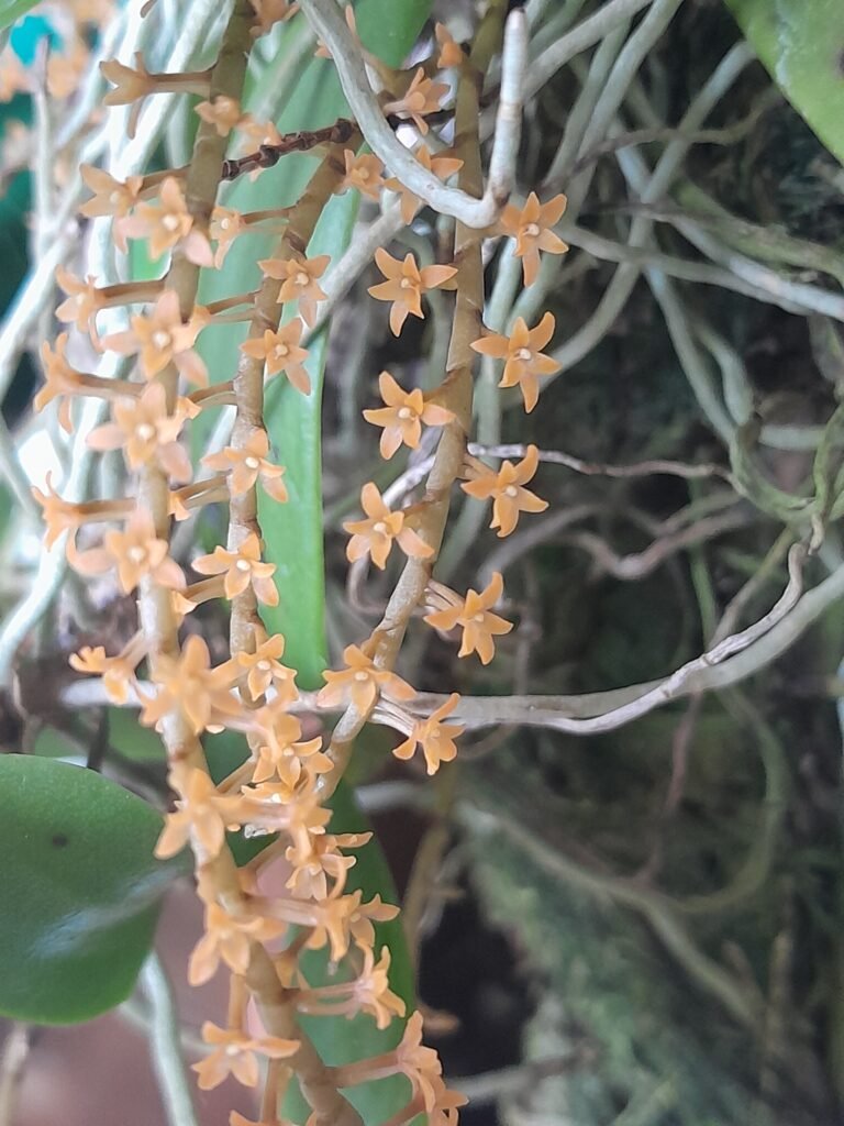 Microterangis hildebrandtii